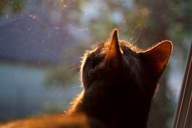 九游娱乐官方网站-黑马的两条道路,奥斯梅恩的爆发与奥地利的技术革命