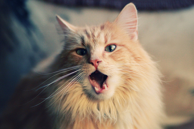 九游娱乐网站-雷霆万钧！东决关键战雷霆火力全开，全面压制尼克斯