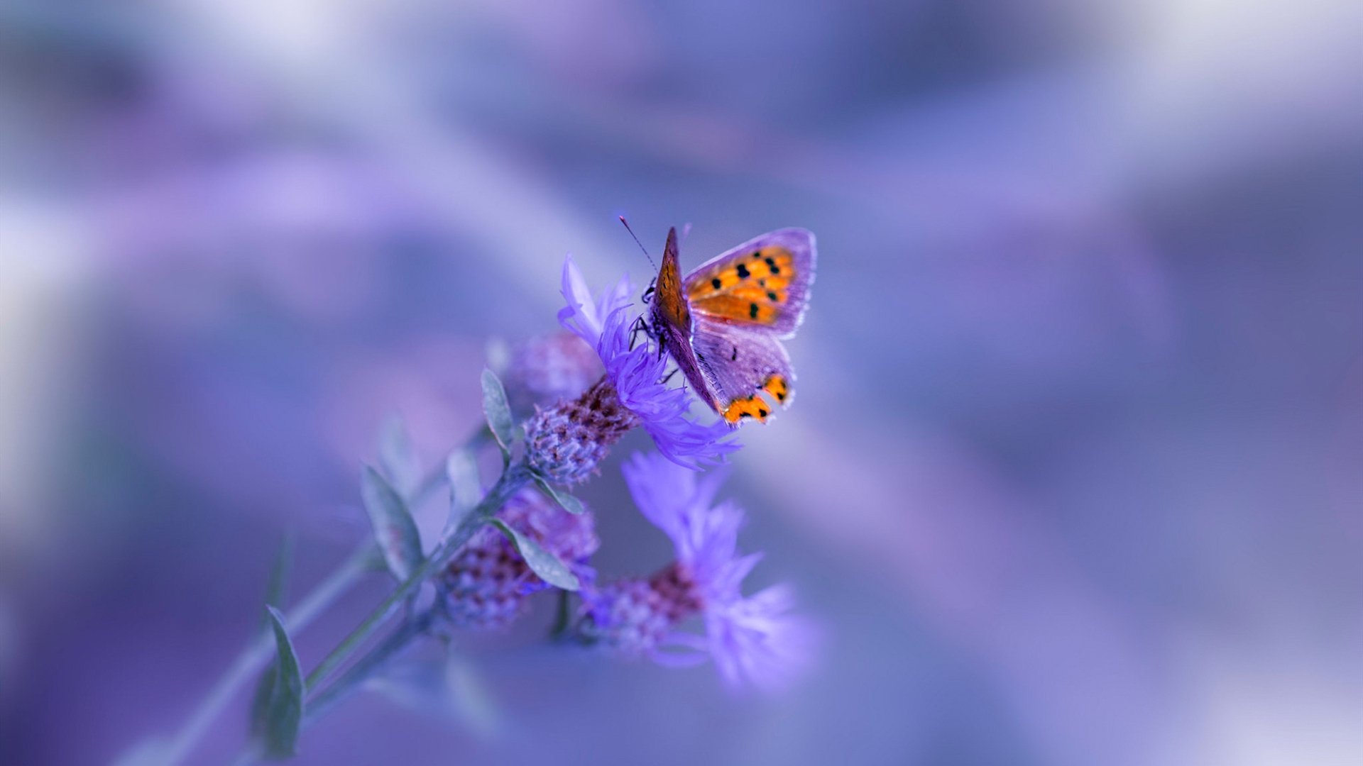 9you娱乐-北欧风暴席卷永恒之城，挪威新势力如何冲垮蓝鹰拉齐奥