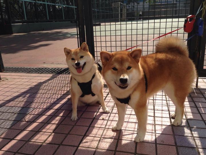 九游娱乐网页-一剑封喉,浓眉冠军级表现主宰赛场,北京队攻防完胜深圳诠释团队真谛